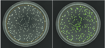 PourPlate Images of a pour plate before and after analysis in ProtoCOL 3